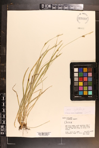 Carex styloflexa image