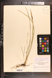 Carex impressinervia image