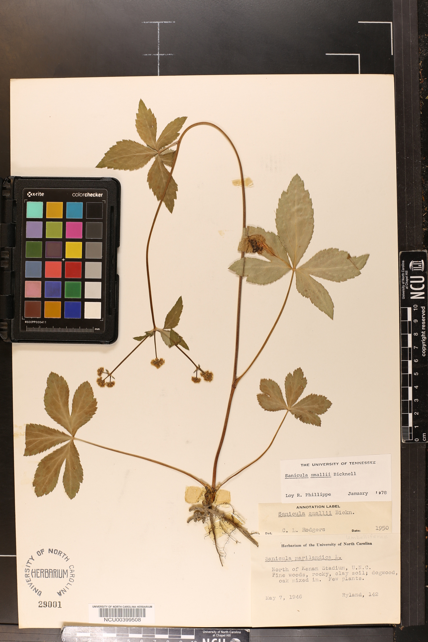 Sanicula smallii image