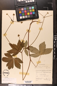 Sanicula smallii image