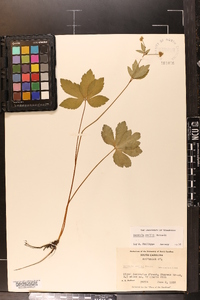 Sanicula smallii image