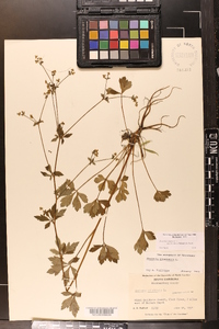 Sanicula canadensis var. floridana image