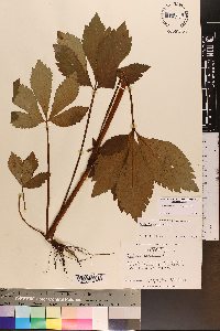 Sanicula canadensis var. grandis image