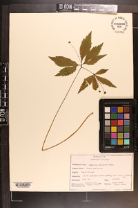 Sanicula odorata image