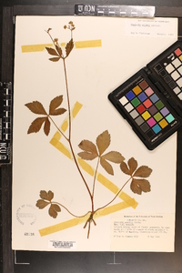 Sanicula smallii image
