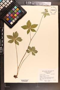 Sanicula smallii image
