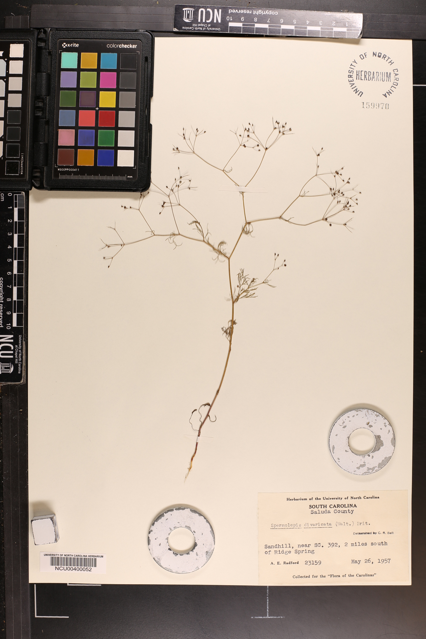 Spermolepis divaricata image
