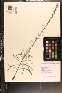 Liatris pilosa image