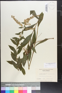 Solidago rugosa var. aspera image