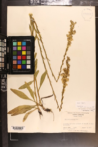 Solidago stricta image