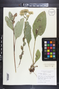 Solidago jacksonii image