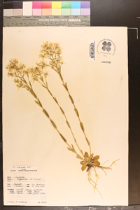 Sabatia brachiata image