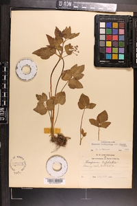 Thaspium trifoliatum var. aureum image