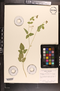 Thaspium trifoliatum var. aureum image