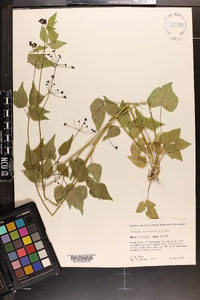 Thaspium trifoliatum image