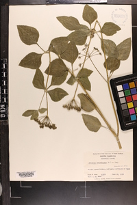 Thaspium trifoliatum image