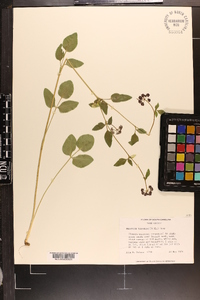 Thaspium trifoliatum image