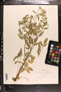 Thaspium trifoliatum var. aureum image