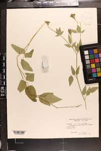 Thaspium trifoliatum var. aureum image