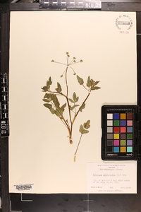 Thaspium trifoliatum image