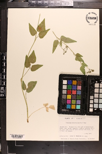 Thaspium trifoliatum image