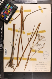 Tiedemannia filiformis image