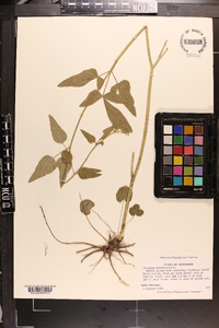 Thaspium trifoliatum image