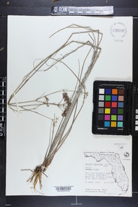 Tiedemannia filiformis image