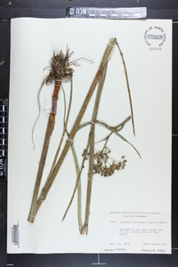 Tiedemannia filiformis image