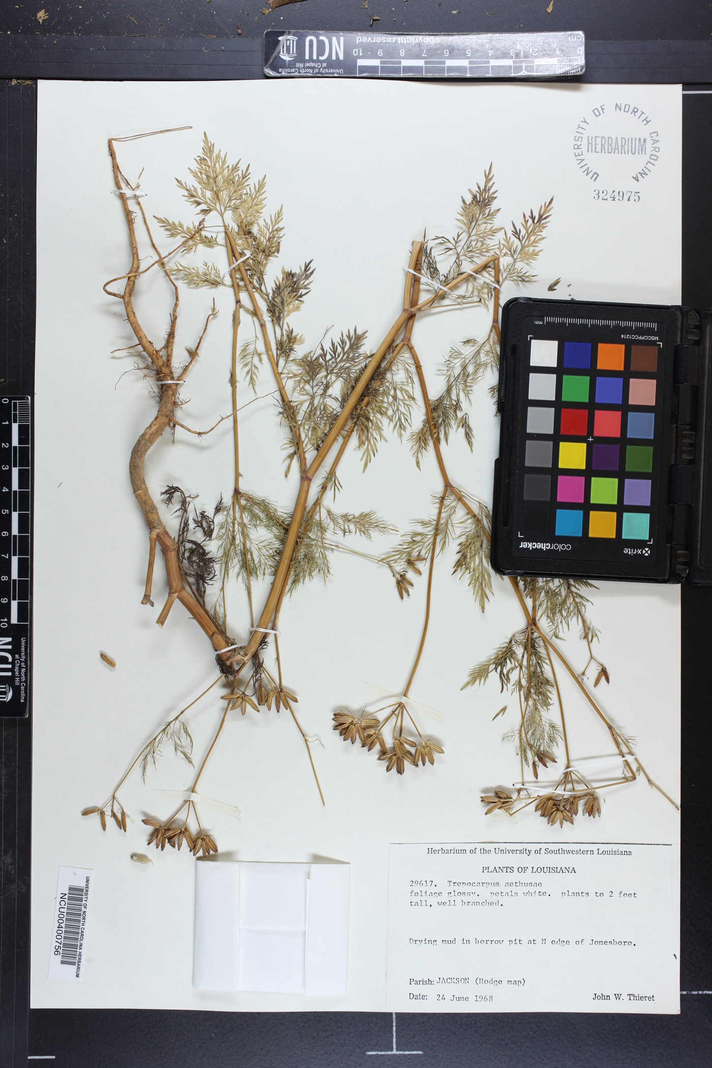 Trepocarpus aethusae image