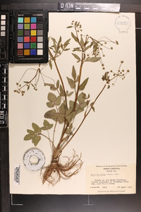 Zizia trifoliata image