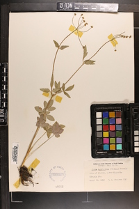 Zizia trifoliata image