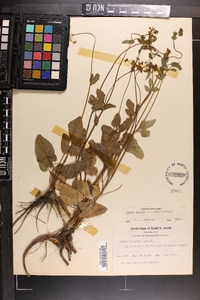 Zizia aptera image