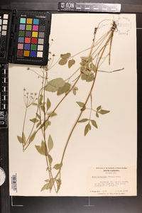 Zizia trifoliata image