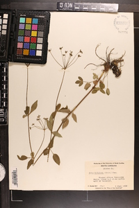 Zizia trifoliata image