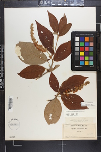 Clethra acuminata image