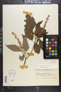 Clethra acuminata image