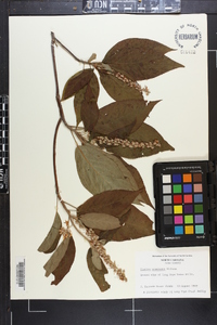 Clethra acuminata image