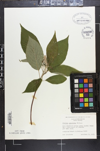 Clethra acuminata image