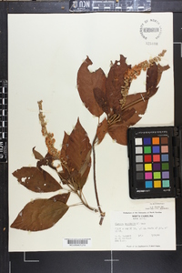 Clethra acuminata image