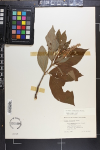 Clethra acuminata image