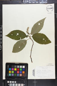 Clethra acuminata image