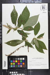 Clethra acuminata image