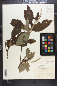 Clethra acuminata image