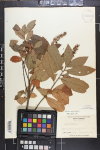 Clethra alnifolia image