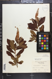 Clethra alnifolia image