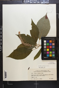 Clethra acuminata image