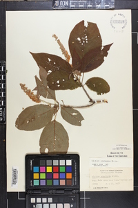 Clethra acuminata image