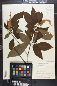 Clethra acuminata image