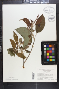 Clethra acuminata image